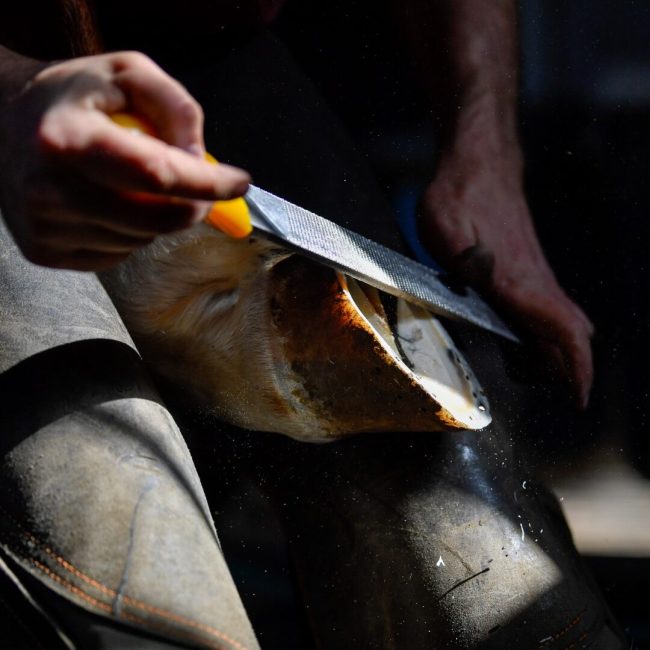 A farrier adjusting a horseshoe