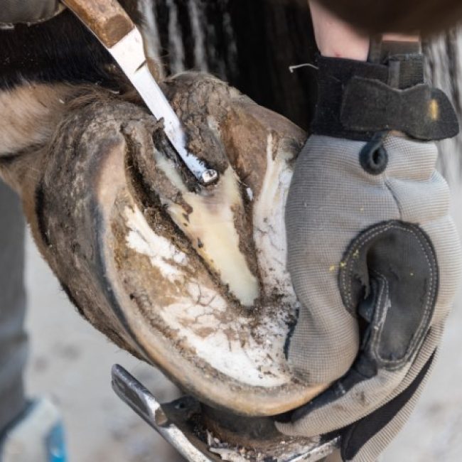 Natural hoof trimming - the farrier trims and shapes a horse's hooves using the knife, hoof nippers file and rasp.